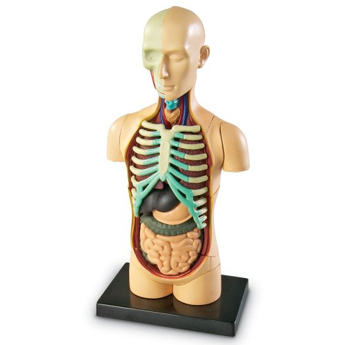 Learning Resources Human Body Model